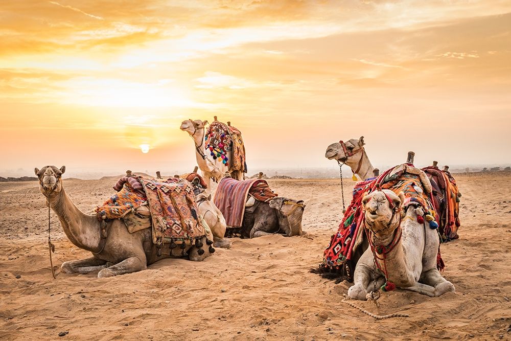 Africa-Egypt-Cairo Giza plateau Camels at the Great Pyramids of Giza art print by Emily Wilson for $57.95 CAD